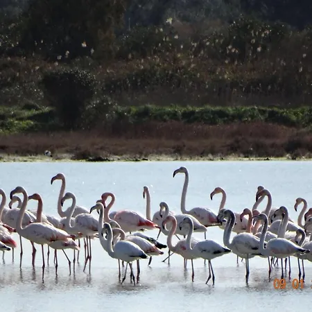 Villa Portico Private With Pool | Corfu